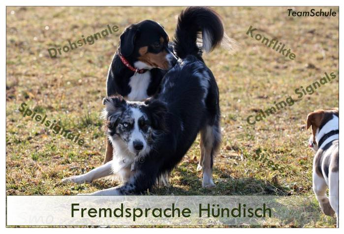 fremdsprache_hündisch