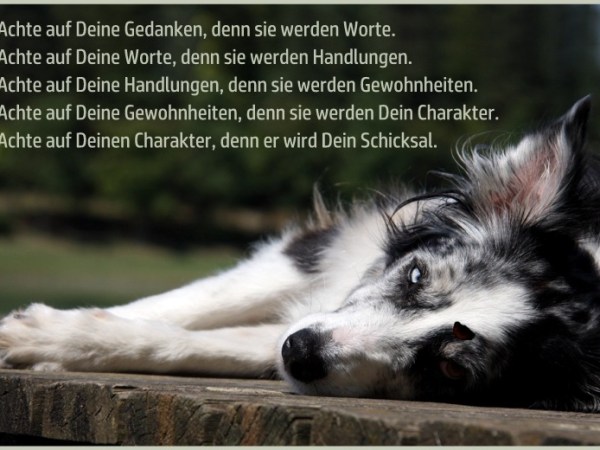 Gedankensplitter – Gedanken sind deine Zukunft