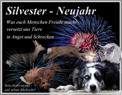 silvester_teamschule_hund_katze_angst