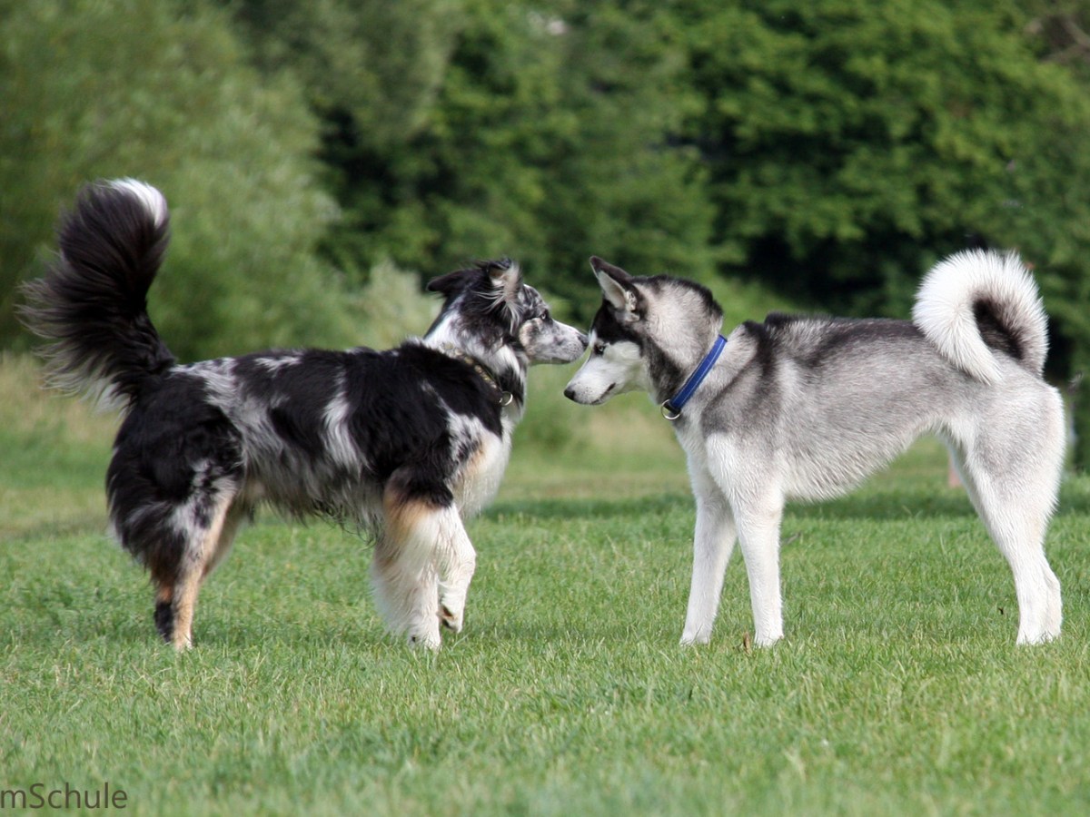Hunde haben es nicht immer leicht mit ihren Menschen