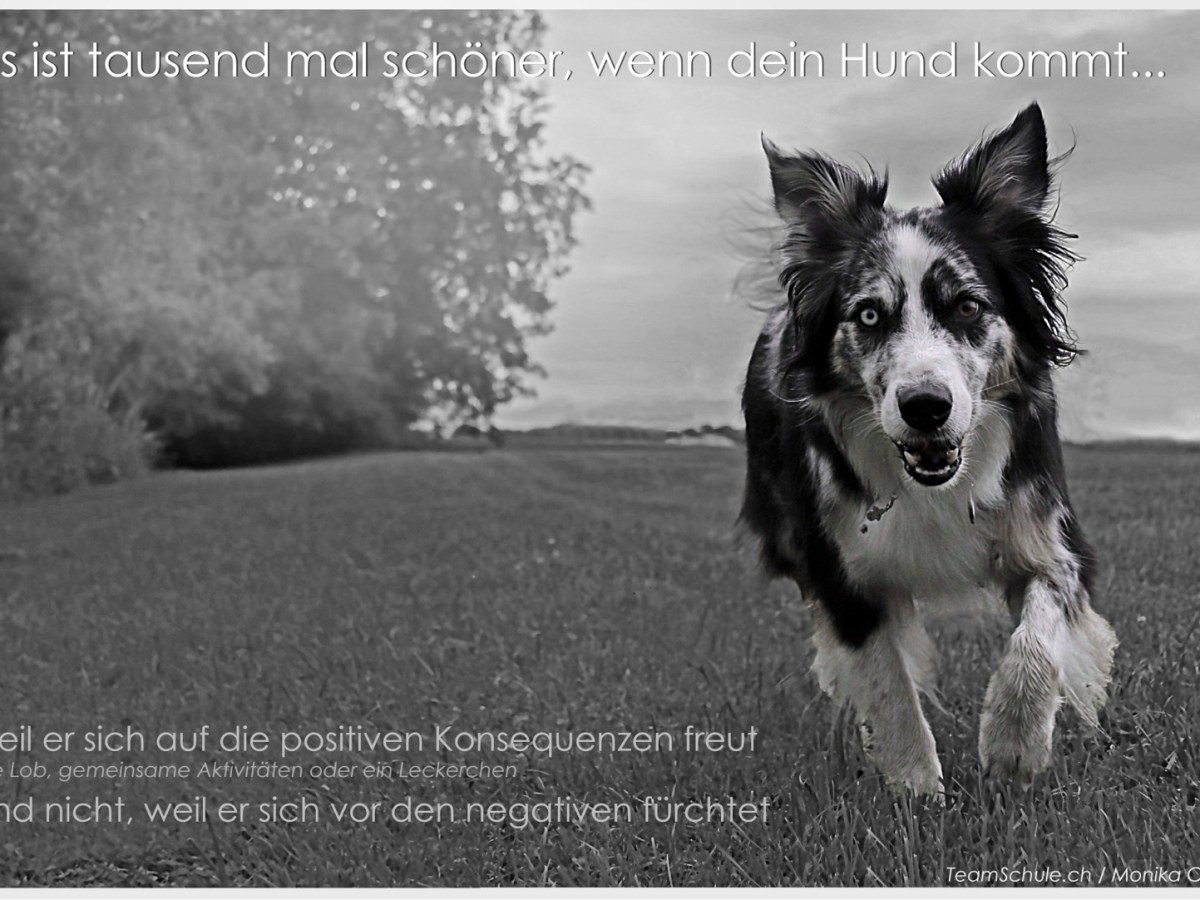 Gedankensplitter – Trainiere positiv, achtsam und fair