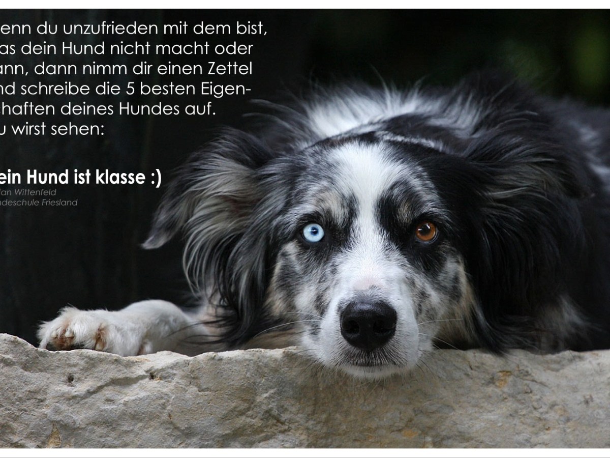 Gedankensplitter – dein Hund ist toll