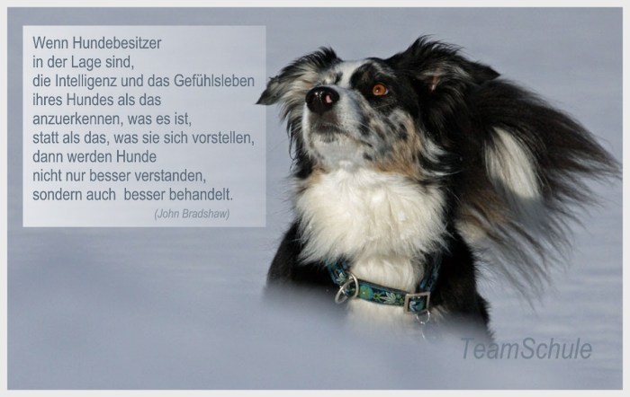 zitat_hund