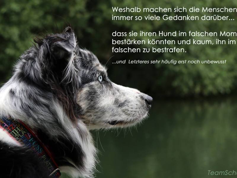Gedankensplitter – den Hund belohnen für sein Bellen?