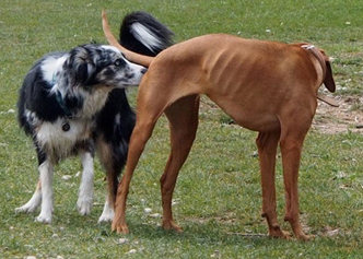 2 Hunde1 TeamSchule F r Mensch Und Hund 2-hunde1-teamschule-f-r-mensch-und-hund