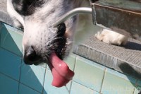 Die Hundezunge beim Trinken