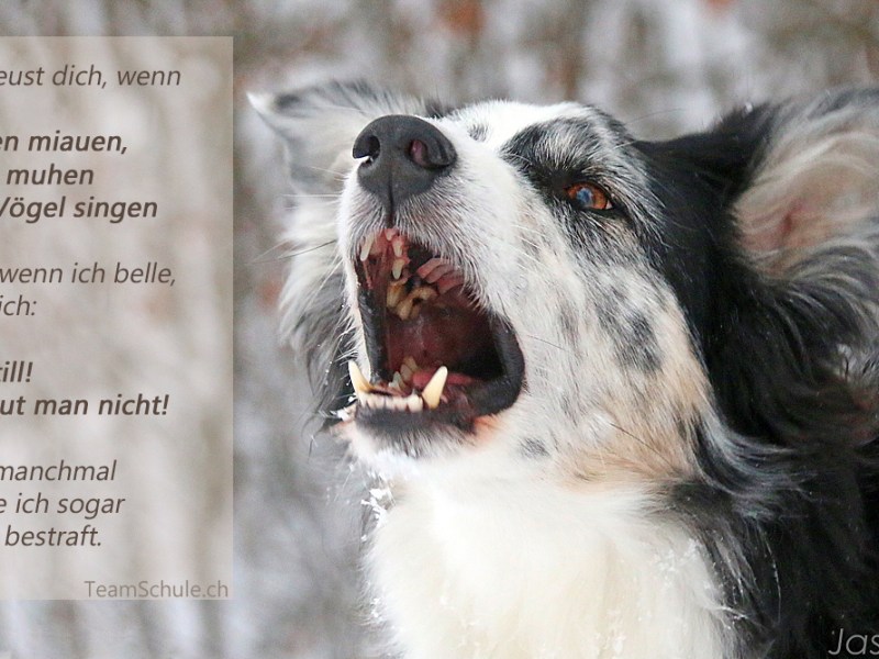 Warum bellt mein Hund?